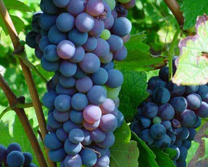 意大利巴贝拉干红葡萄酒