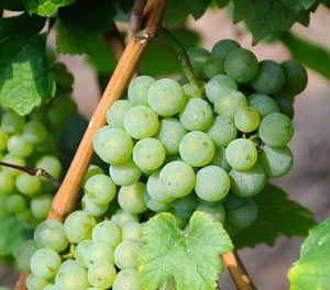 中国香格里拉贵人香干白 ( 1*6) ( 12)